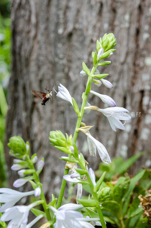 特写详细的照片一个宽边蜂鹰蛾(Hemaris fuciformis)上的野花在绿色的自然背景